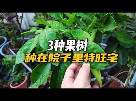 北部適合種什麼水果|北部適合種什麼水果 :: 農作物專家